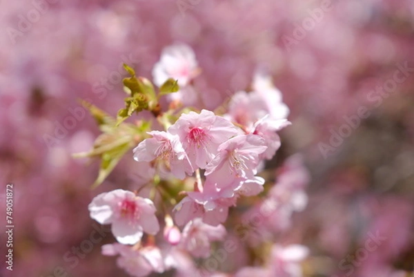 Obraz 河津桜