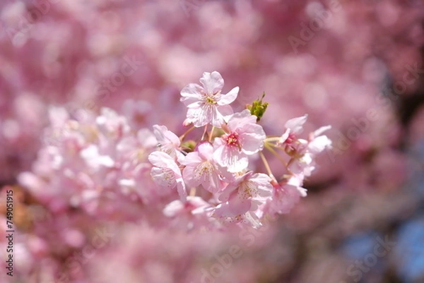 Obraz 河津桜