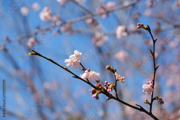Fototapeta 河津桜