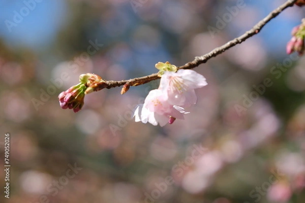 Obraz 河津桜