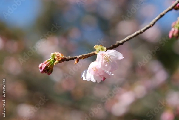 Obraz 河津桜