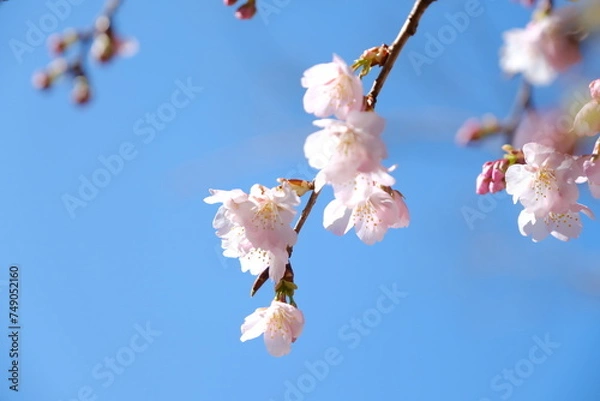 Fototapeta 河津桜