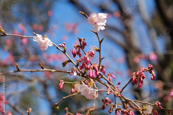 Obraz 河津桜