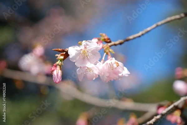 Fototapeta 河津桜