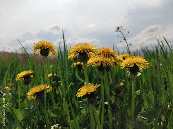 Obraz dandelions on a meadow