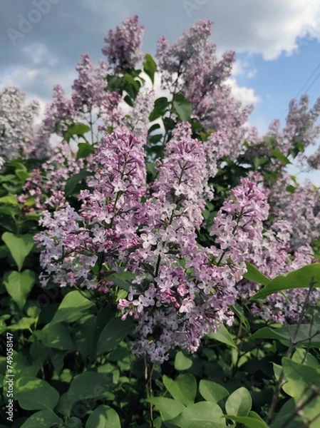 Obraz purple lilac