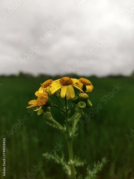 Obraz yellow flower on a meadow
