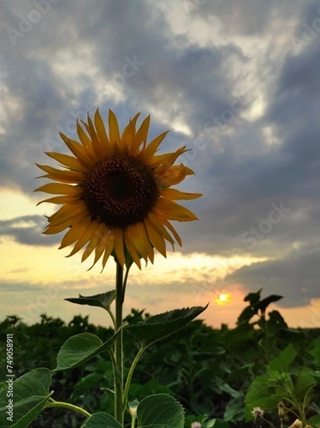Obraz sunflower in the field