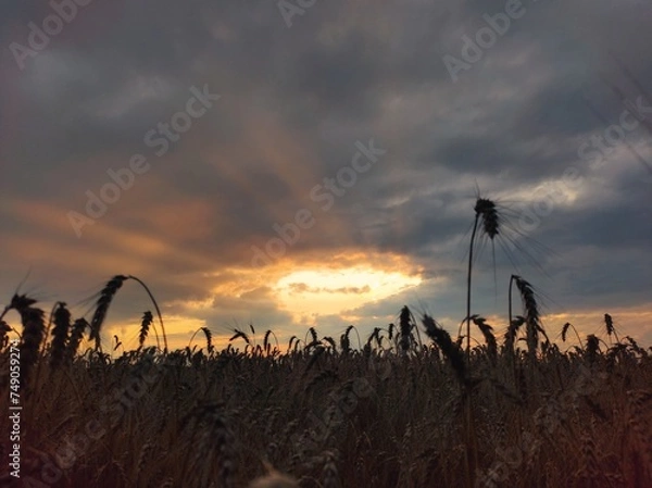 Obraz sunset over the field