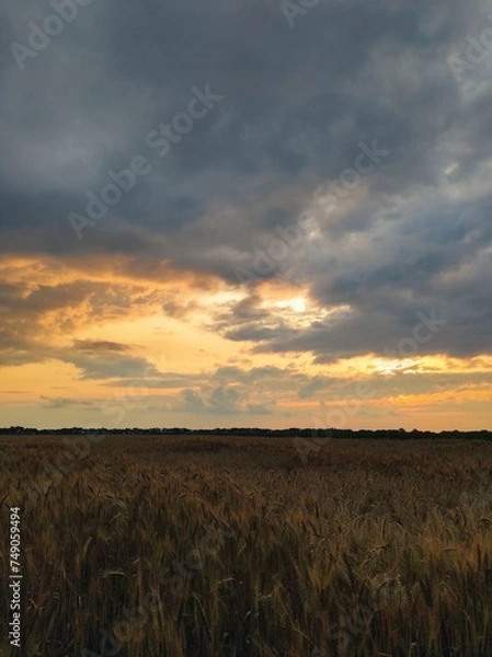 Obraz sunset over the field