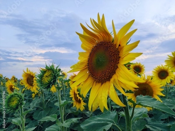 Obraz sunflower in the field