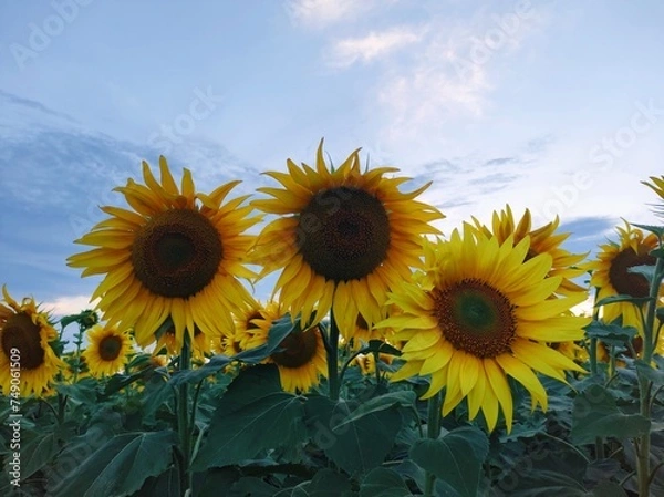 Obraz sunflowers in the field