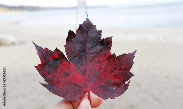 Fototapeta Maple Leaf