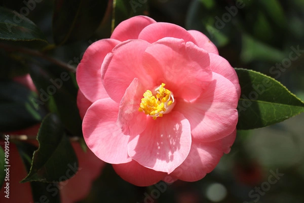 Obraz ツバキ・カメリア・椿の花