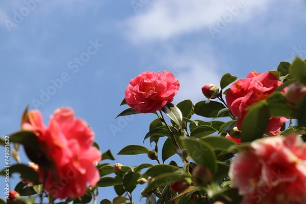 Obraz ツバキ・カメリア・椿の花