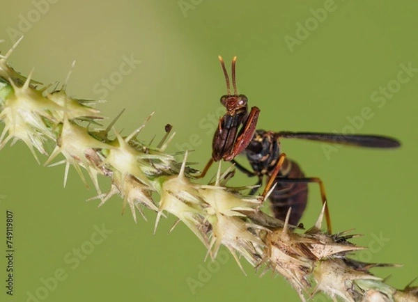 Obraz mantis fly insect, mantis bug, fauna, biting fly, false mantis