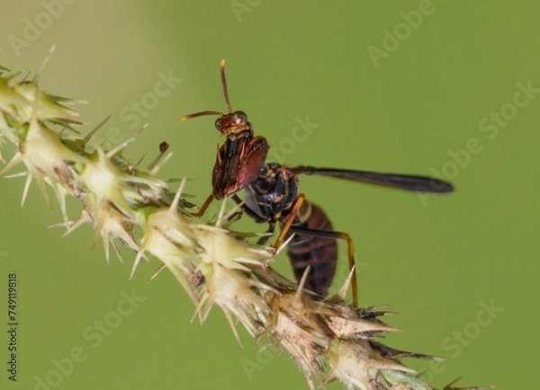 Obraz mantis fly insect, mantis bug, fauna, biting fly, false mantis