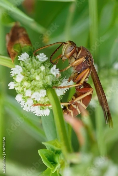 Obraz mantis fly insect, mantis bug, fauna, biting fly, false mantis