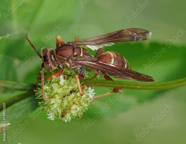 Obraz mantis fly insect, mantis bug, fauna, biting fly, false mantis