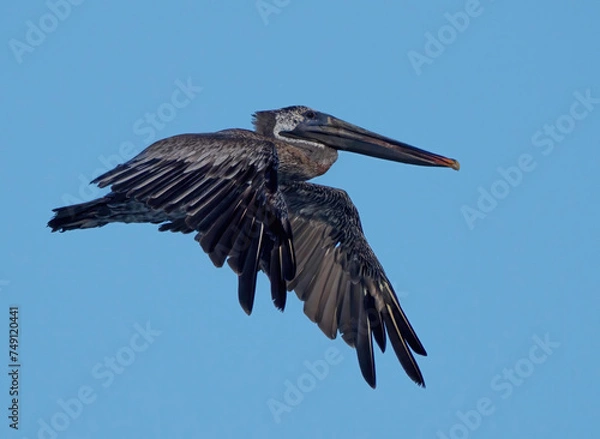 Obraz pelican in flight