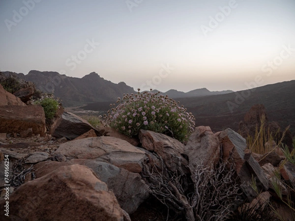 Obraz Blumen im Teide Nationalpark