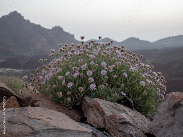 Obraz Blumen im Teide Nationalpark