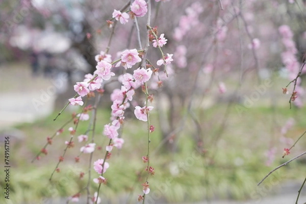 Obraz 荒子公園 梅まつり 春
