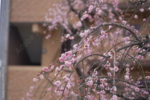 Obraz 荒子公園 梅まつり 春