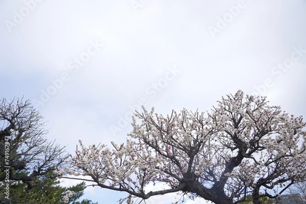 Obraz 荒子公園 梅まつり 春