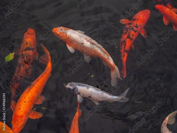 Obraz Kois im Teich