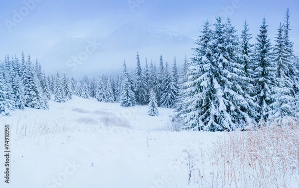 Obraz wonderful winter landscape