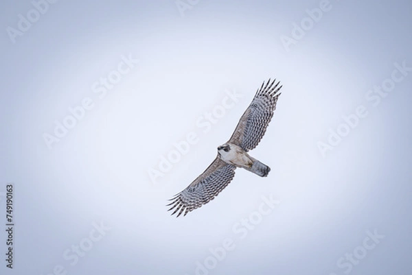 Obraz 北海道の1月、クマタカの幼鳥。