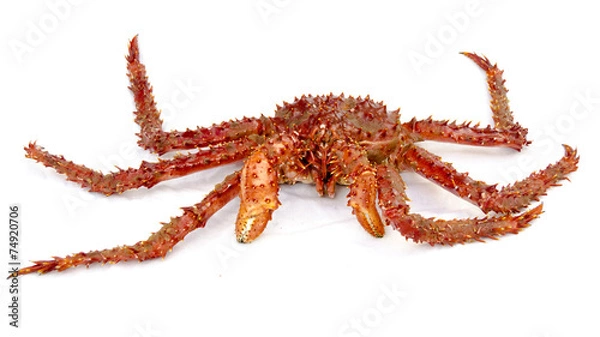 Fototapeta centolla king crab