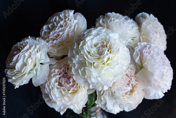 Obraz white ranunculus flower