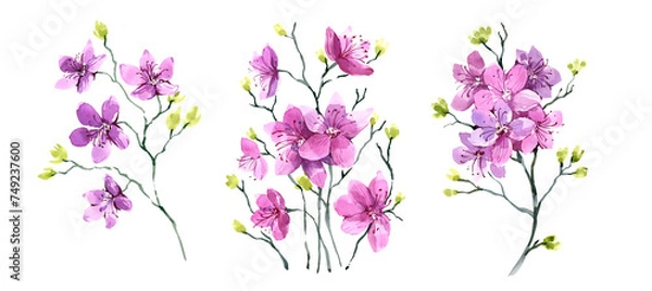 Fototapeta A set of illustrations, spring flowers. A flowering branch, similar to sakura. Siberian plant, watercolor illustration.