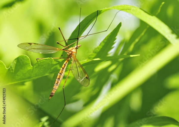 Obraz Crane Fly
