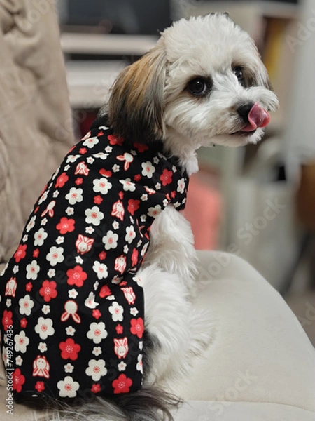 Fototapeta すねている犬