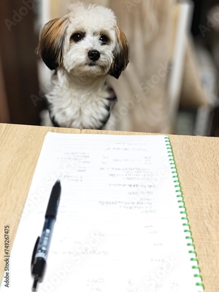 Fototapeta 勉強を嫌がる犬