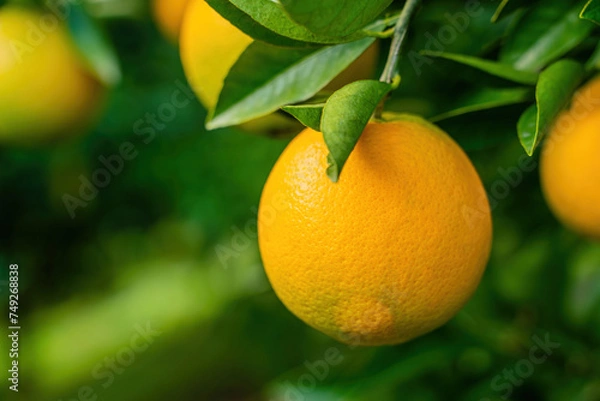 Fototapeta View of the Orange Garden, summer background. Farming content. A picturesque day and a gorgeous scene. Wonderful wallpaper image. Discover the beauty of the world