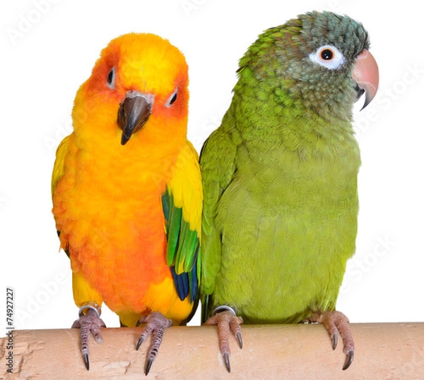 Obraz Kolorowe papugi Conure