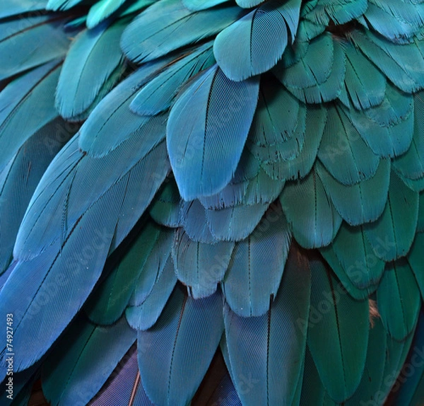 Obraz Blue Macaw Feathers