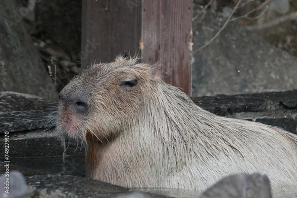 Fototapeta カピバラ