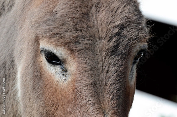 Fototapeta ポニー