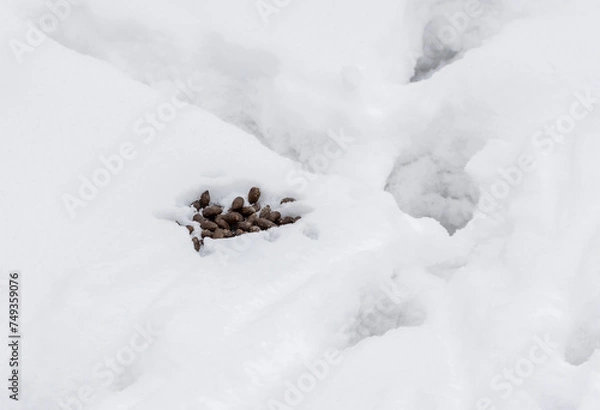 Fototapeta Brown roe deer droppings on the snow in the shape of a peanut
