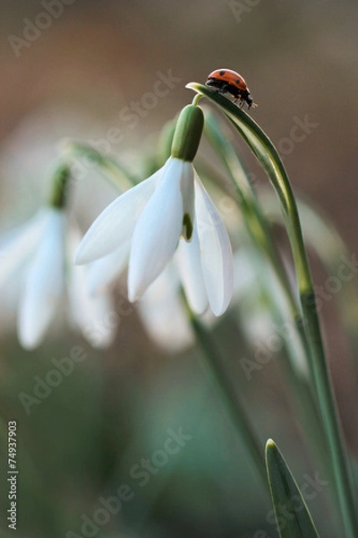 Obraz Ladybird on snowdrop