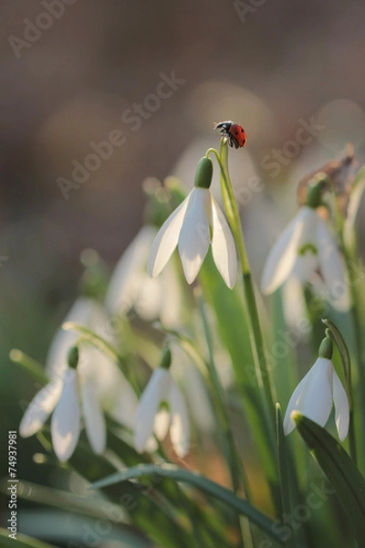 Obraz Ladybird on snowdrop