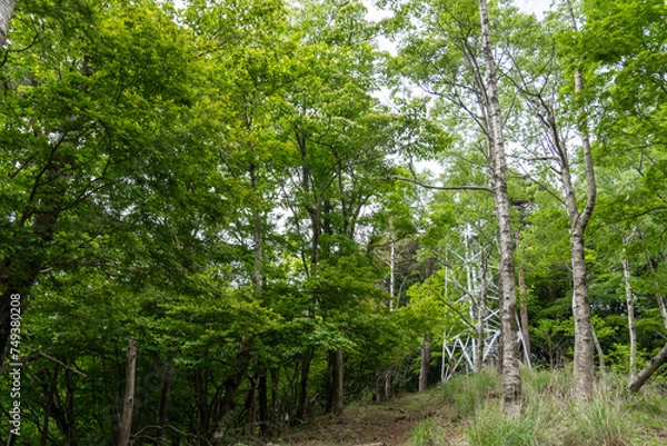 Fototapeta Trail from the Yakeyama trailhead to Yakeyama, Tanzawa area
