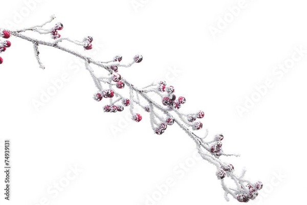 Obraz hawthorn berries