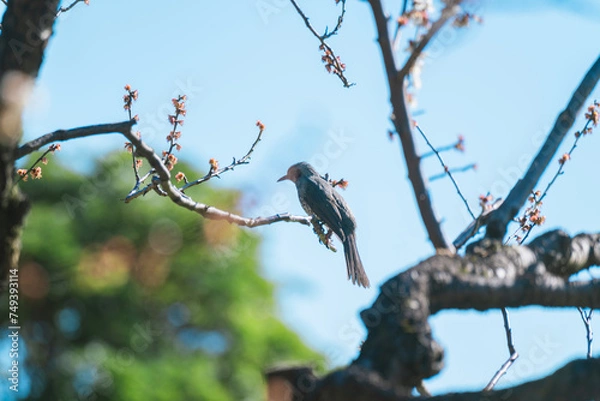 Obraz 梅の花の枝に止まる鳥