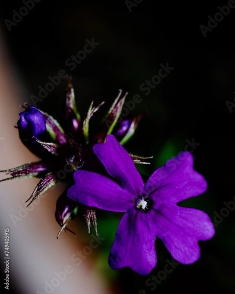 Obraz Macro of tiny purple flower